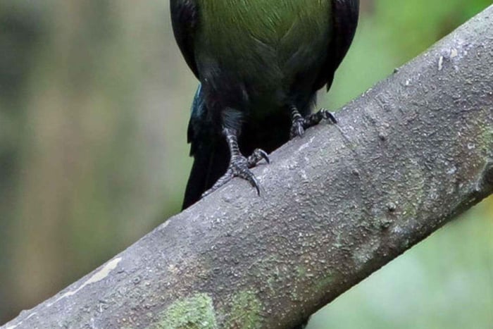 Zanzibar: Bird Watching Tour with Guide and Binoculars