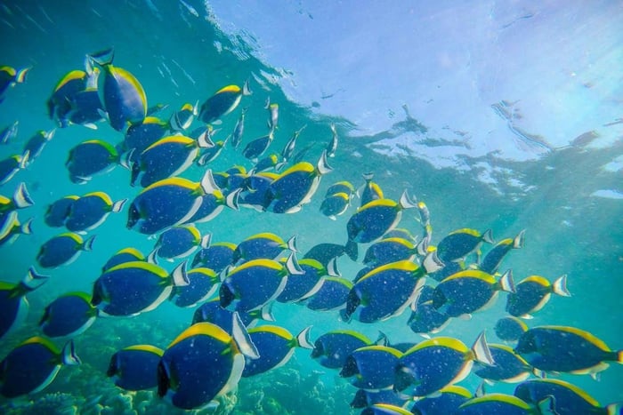 Zanzibar: Blue Lagoon North East Or South