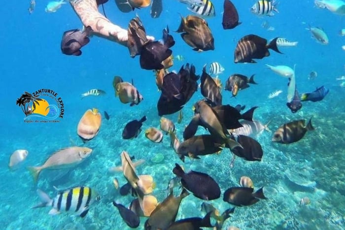 Zanzibar: Blue Lagoon, Starfish, Kuza Cave & Turtles Swim