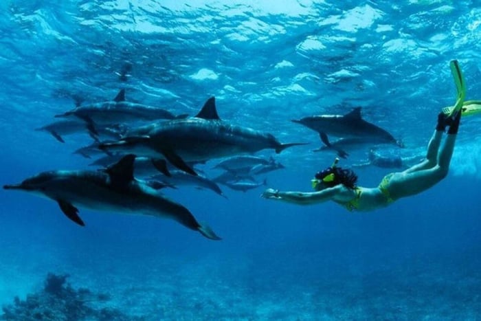 Zanzibar: Dolphin swim, Snorkeling, starfish & BBQ lunch