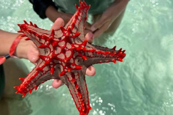 Zanzibar hidden: Starfish, Blue Lagoon, &The Rock Restaurant