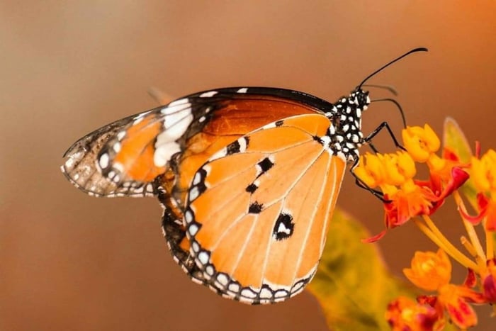 Zanzibar: Jozani Forest and Butterfly Centre Experience