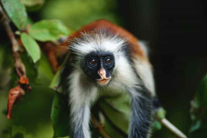 Zanzibar: Jozani Forest,Butterfly center and mtende beach