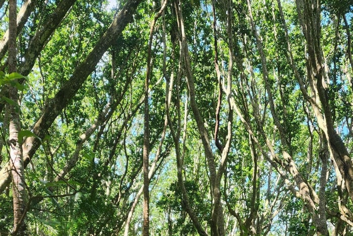 Zanzibar : visite guidée du parc national de la forêt de Jozani