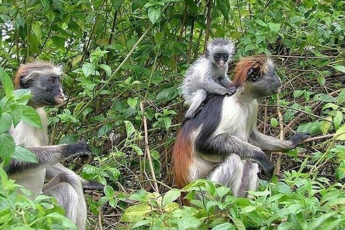Zanzibar: Jozani Forest og Salaam Cave – svøm med skildpadder