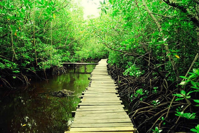 Zanzibar: Jozani Forest, Tortoise Park, & Butterfly Tour