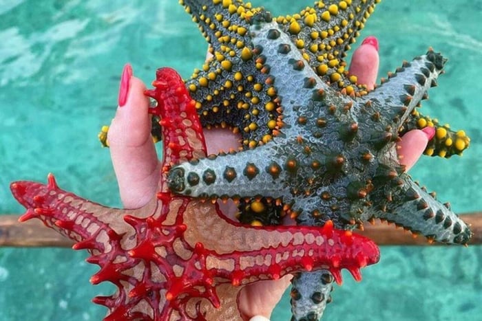 Zanzibar: Jozani Forest, Turtle Sanctuary & Starfish Lagoon,