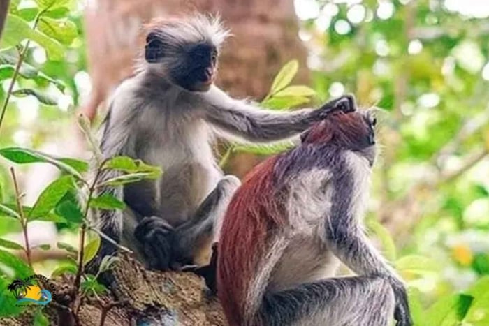 Zanzibar: Jozani Nationaal Park & Vlinders Rondleiding
