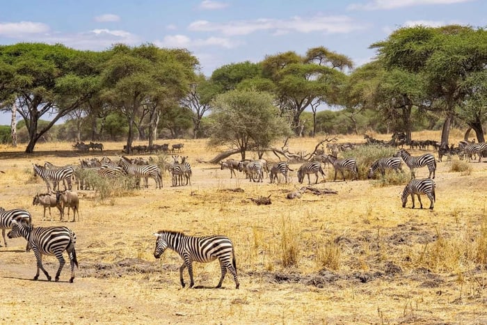 Zanzibar: Mikumi Wonderful Safari with Open Jeeps