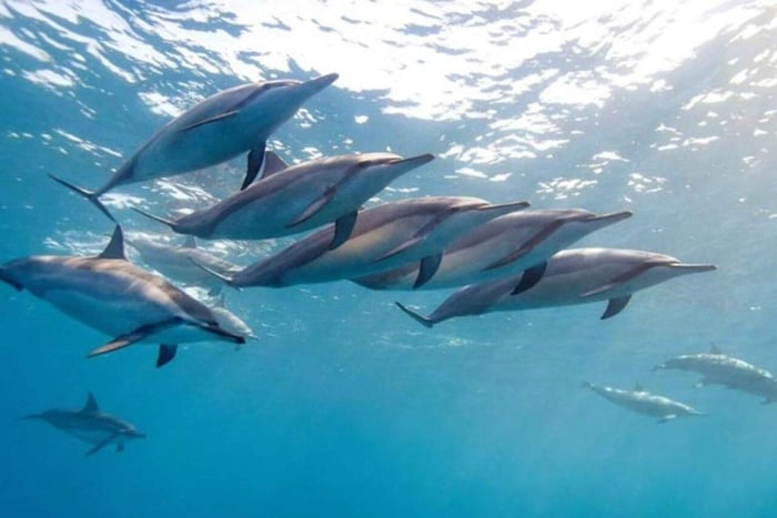 Zanzibar: Mnemba Dolphins, Jozani Monkeys & Sea Turtles