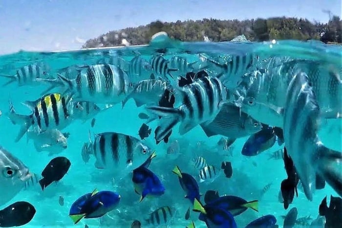 Zanzibar: Mnemba Island Snorkeling and Dolphin Tour