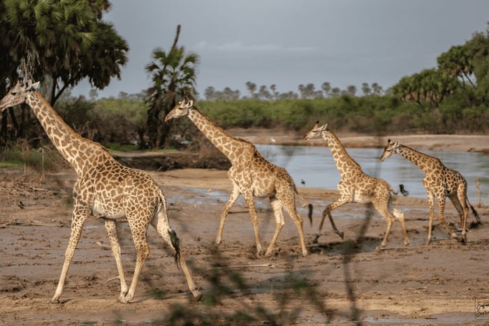 Zanzibar: Nyerere National Park 3-Day Safari with Fast Ferry