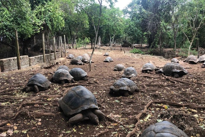 Zanzibar: Prison Island, Stone Town, & Spice Farm Tour