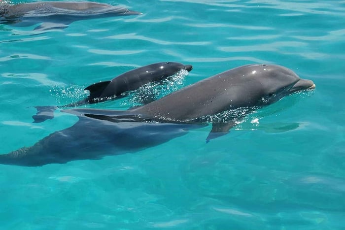 Zanzibar: Pungume Island Dolphin and Snorkeling Tour