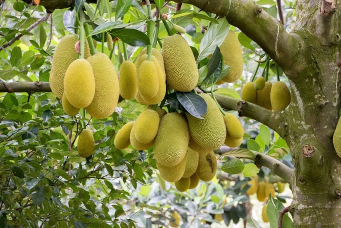 Zanzibar: Spice Farm Tour with Lunch & Tropical Fruits