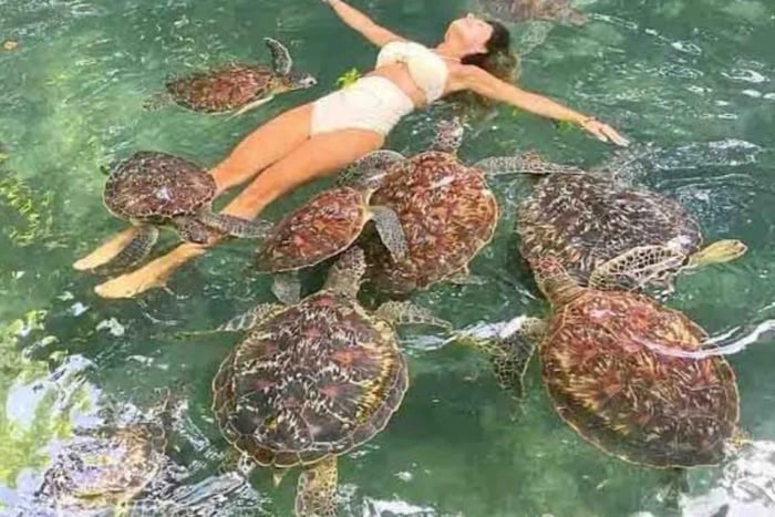 Zanzibar: Swim, Snorkel & Feed Turtles at Baraka Aquarium