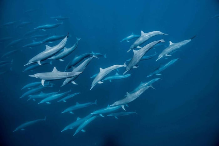 Zanzibar Swimming with Dolphins and snorkeling