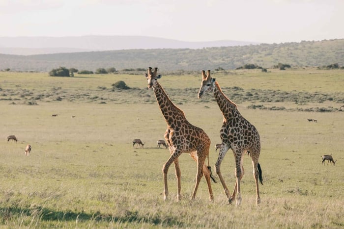 Zanzibar: Tarangire and Ngorongoro 3-Day Safari