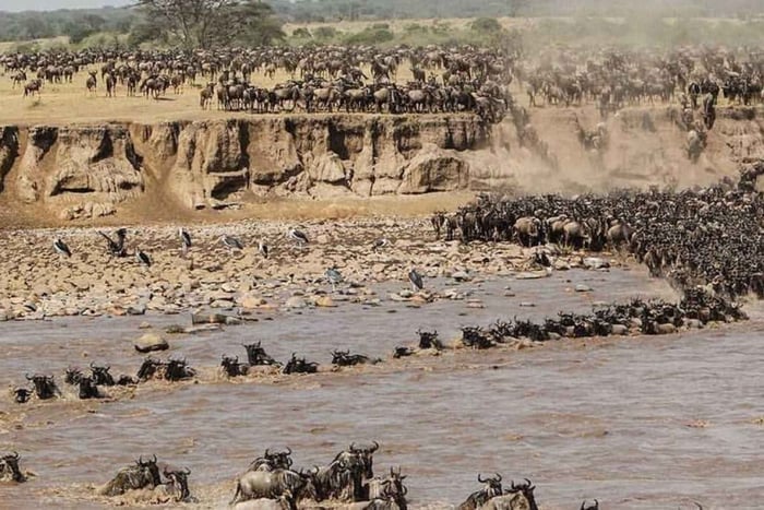 6 Days Serengeti Annual Migration Escape