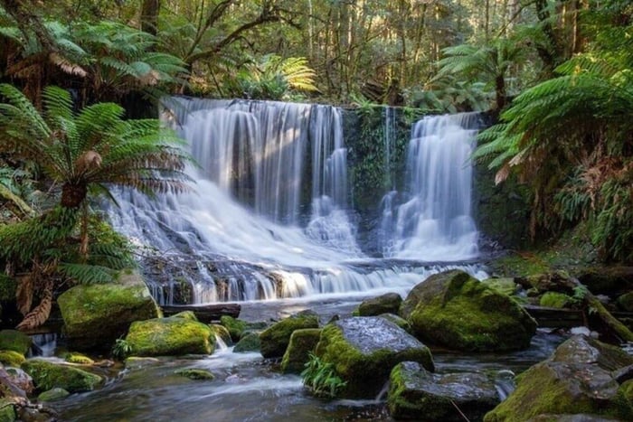Dagstur til Mt Field og Bonorong Wildlife Sanctuary