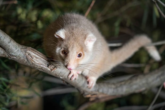 Visita nocturna guiada al Santuario de Fauna Salvaje de Bonorong