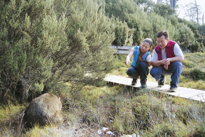 Observation de la faune sauvage de Cradle Mountain après la tombée de la nuit