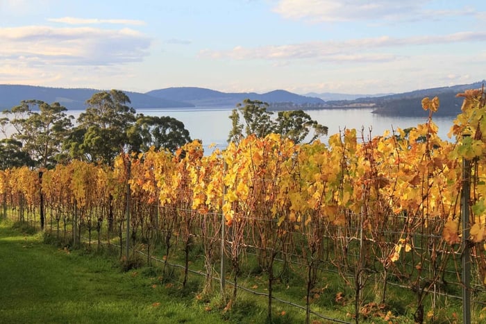 Z Hobart: wycieczka po wybranych winiarniach w Coal River Valley