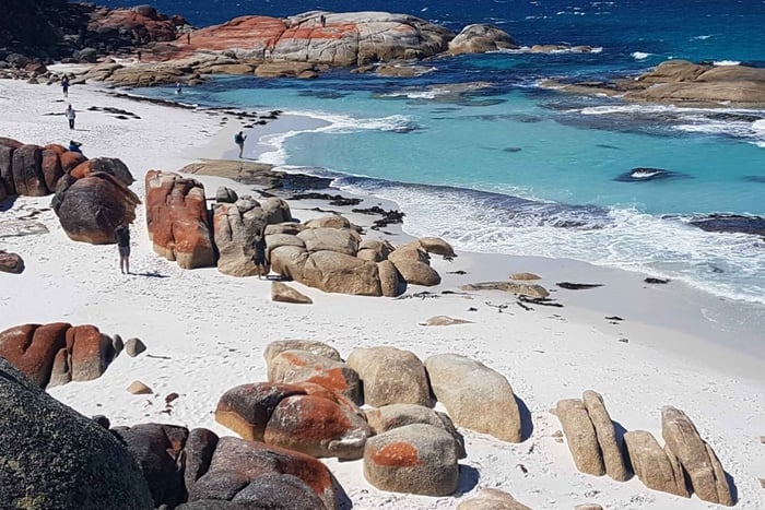 Hobart: 4 päivän villi Tasmania-kiertue