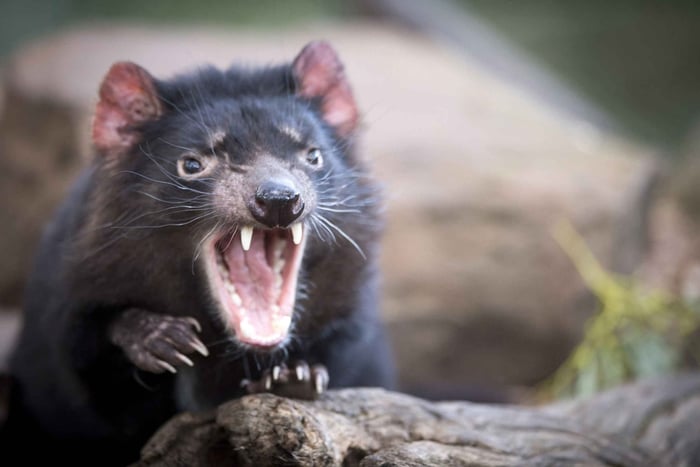 Hobart: Port Arthur, Richmond e Tassie Devil - Excursão ativa