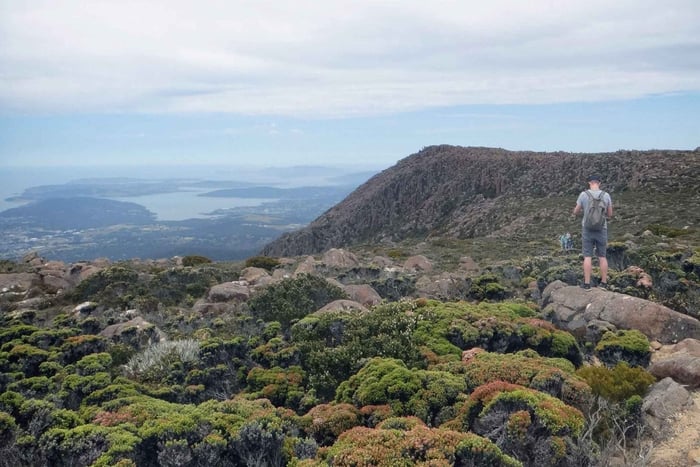 Autobús Explorador de Kunanyi y el Monte Wellington: Abono de autobús de ida