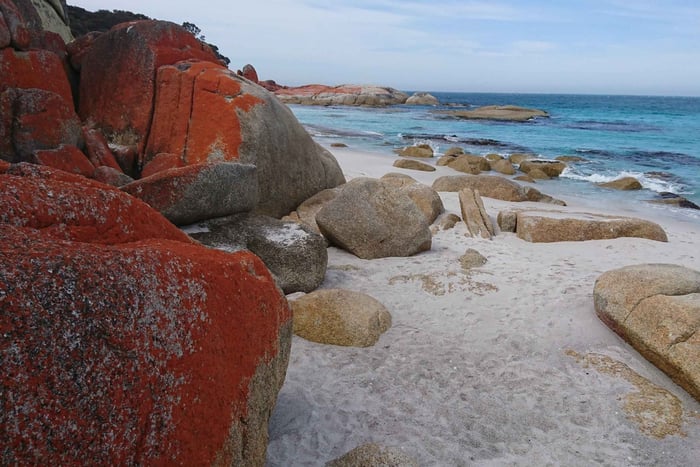 Launceston : visite de la Bay of Fires et de la ferme de lavande de Bridestowe