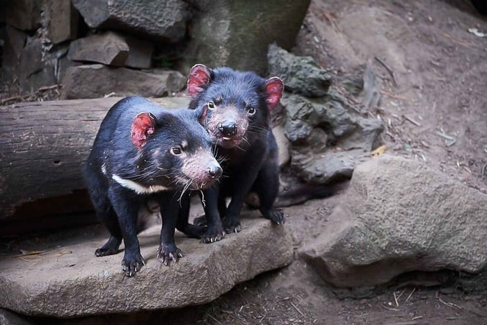 Tasmanian Devil Unzoo: 'Behind the Scenes'-tur med Devil Tracker