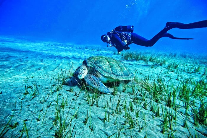 A Paradise Day with Morning Diving and Afternoon Kayaking