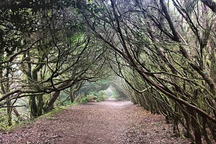 Randonnée à Anaga. Découvrez l'essence de la Forêt des énigmes