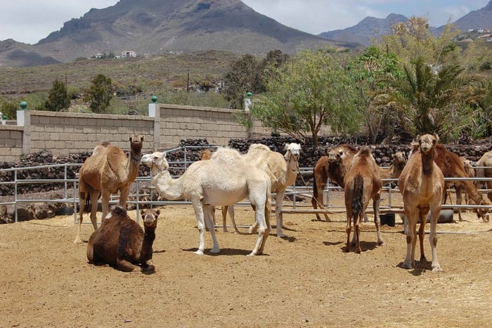 Camel Experience