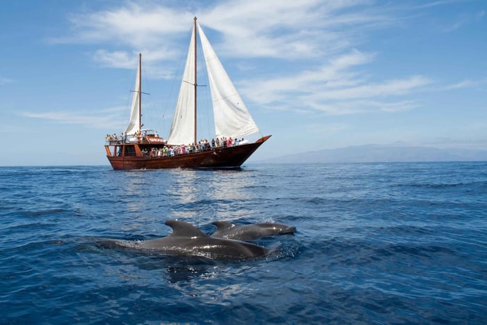 Costa Adeje: Respectful Whale Watching on Wooden Boat & Swim