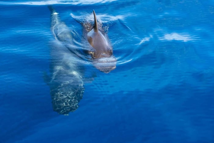 Cruzeiro de Observação de Baleias e Golfinhos em Costa Adeje