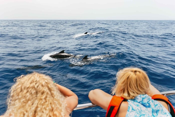 Costa Adeje: Whale Watching Catamaran Tour with Drinks