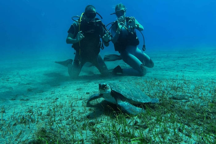 Diving course for beginners in turtle area Tenerife