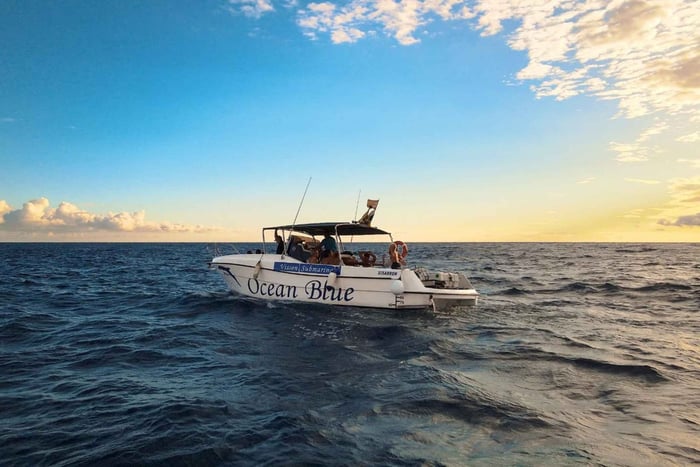 Excursion to see the whales - 3 Hours
