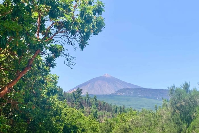 Tenerife : bain de forêt, contact avec des chevaux, pique-nique en pleine nature