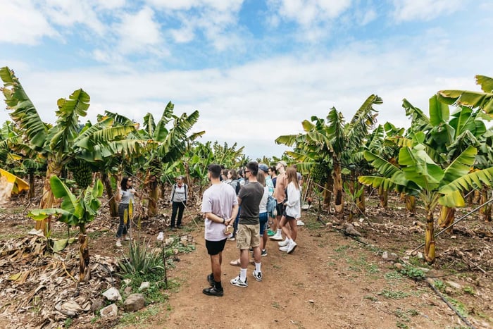La Orotava: Eco Banana Plantation Tour with Banana Liquor