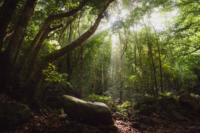 La Palma: Utforsk laurbærskogen, øyas magiske skog