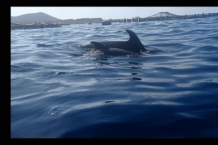 Los Cristianos: Kayak & Snorkel Tour with turtles and photos included