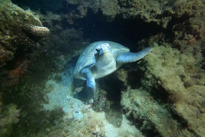 experiencia de buceo nocturno en Los Cristianos