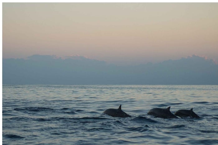 Los Cristianos : Sunset Kayak Safari with Cave & Wildlife