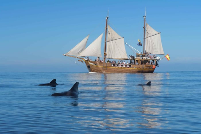 Los Gigantes: Dolphin & Whale Watching Tour on a Pirate Boat
