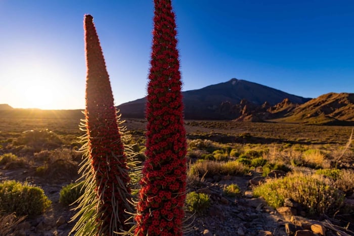 Mount Teide Sunrise Experience with Breakfast