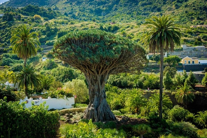 Northwest Tenerife Private Tour to Masca & Garachico