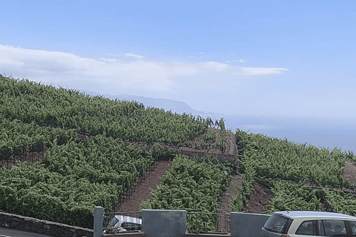 Orotava Valley: wine as a product of heroes